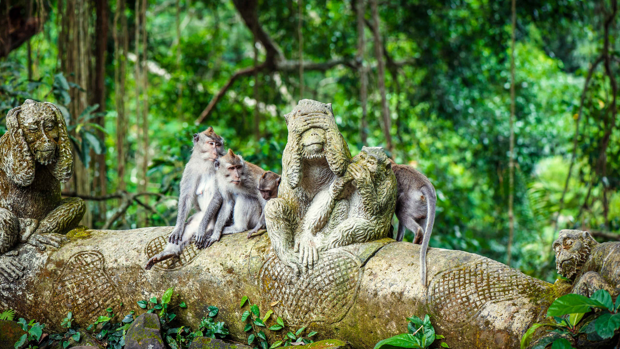 Monkey Forest